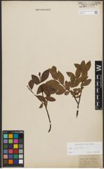 Foto von Salix phylicifolia L.